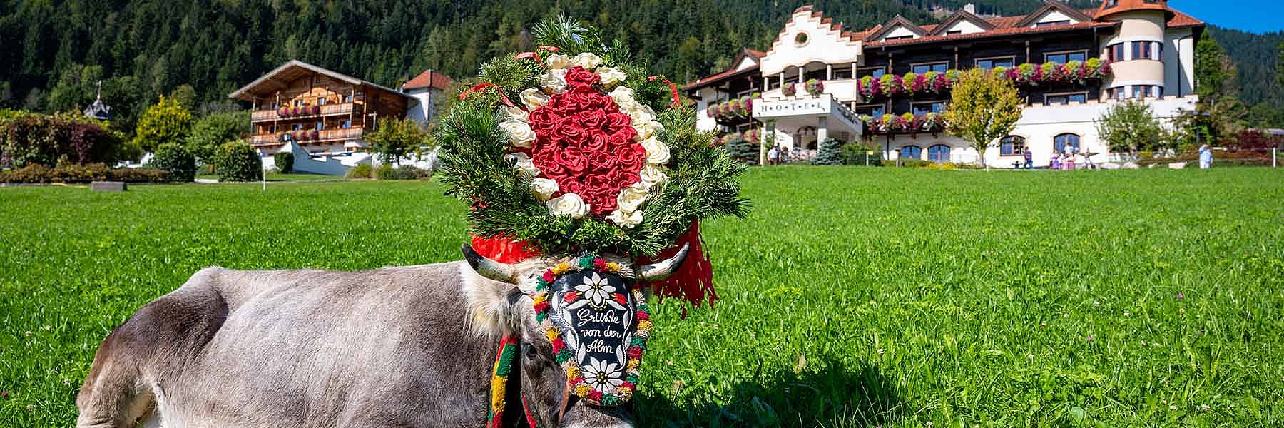 Alpine cattle drive days 